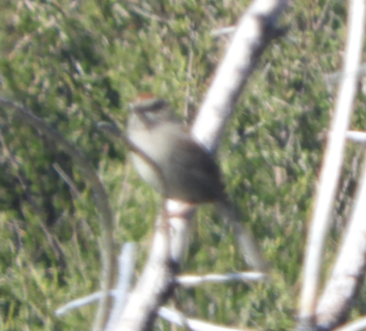 Rufous-crowned Sparrow - ML618680314