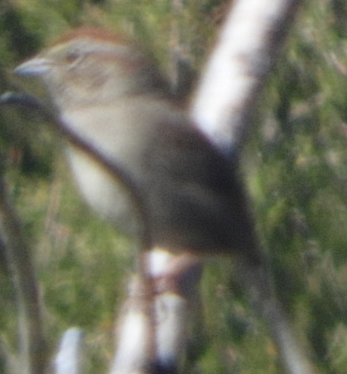 Rufous-crowned Sparrow - ML618680315