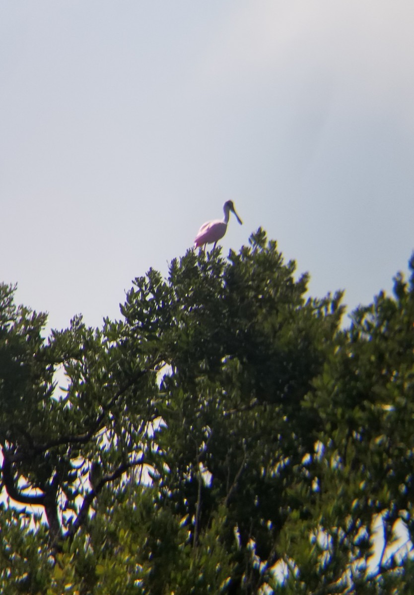 Roseate Spoonbill - ML618680316