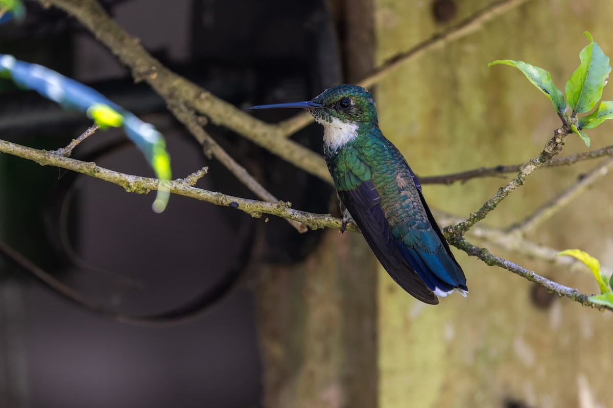 White-throated Hummingbird - Marcelo Feliti