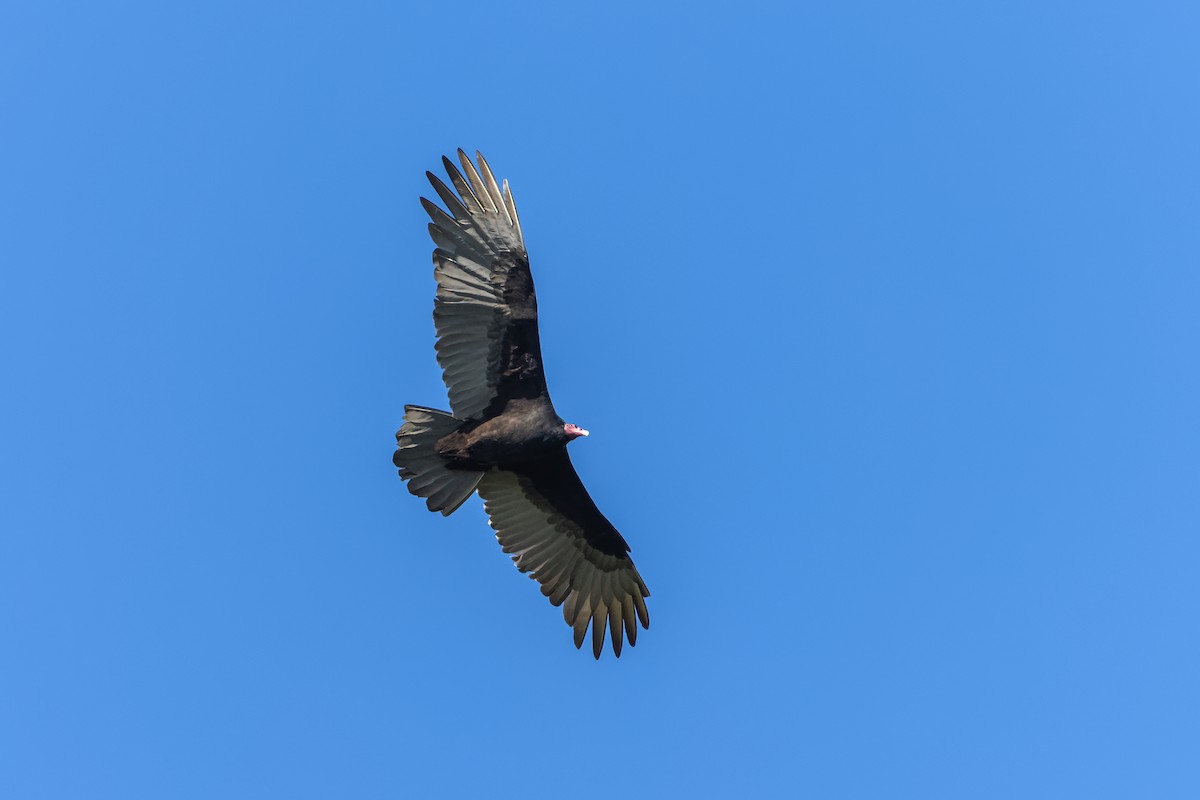 Turkey Vulture - ML618680323