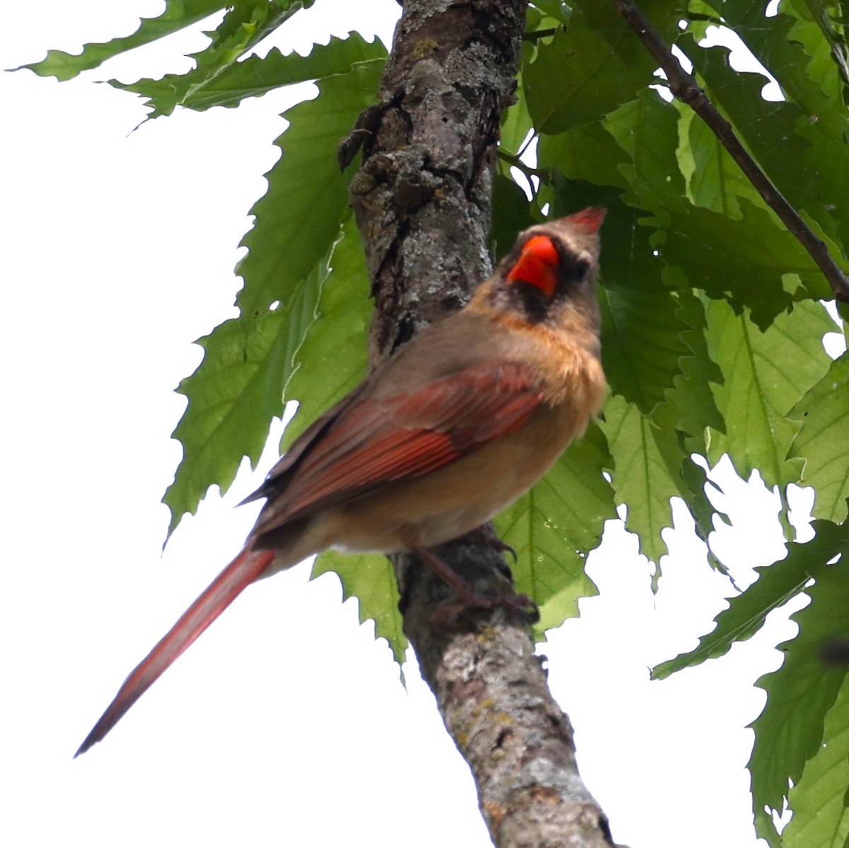 Northern Cardinal - ML618680329