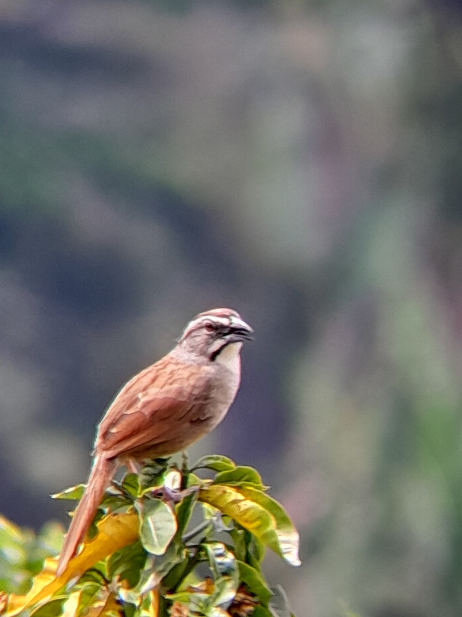 Rusty Sparrow - Pablo Ortiz Ochoa