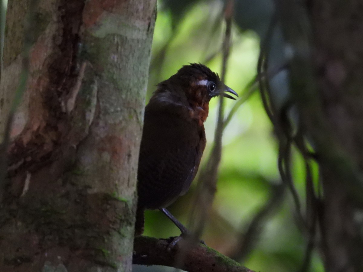 Song Wren - Francisco Sornoza