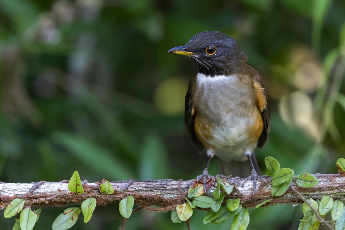 White-necked Thrush - ML618680474