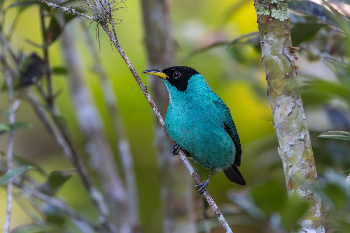 Green Honeycreeper - Marcelo Feliti