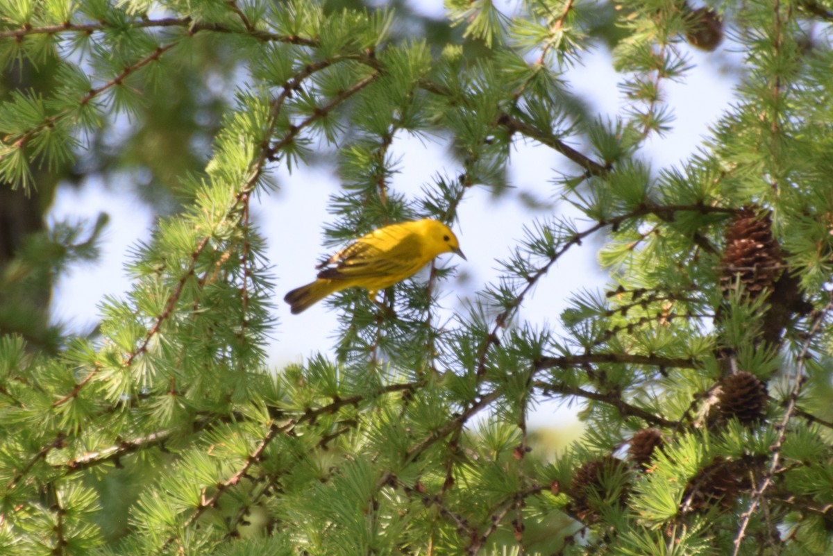 Yellow Warbler - ML618680624