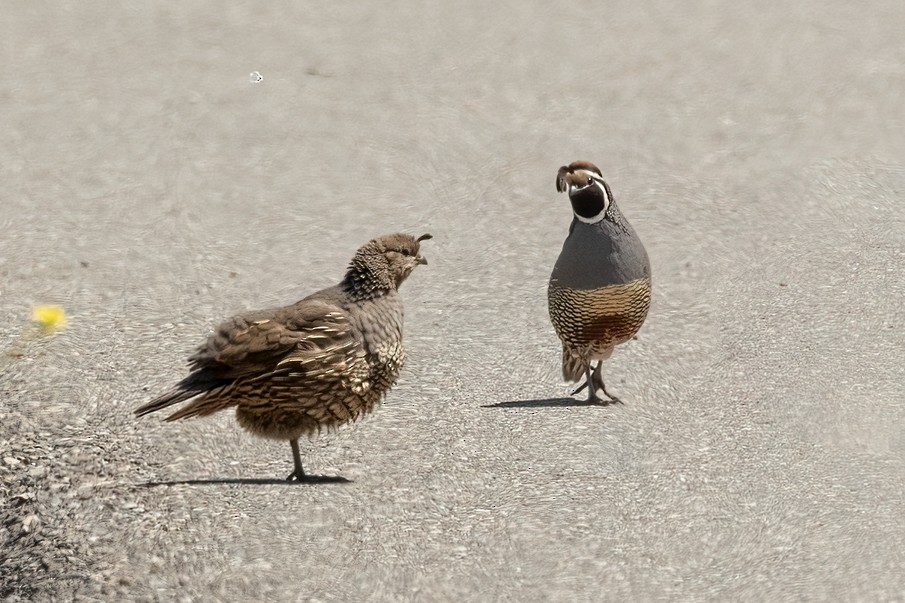 California Quail - Kathryn McGiffen