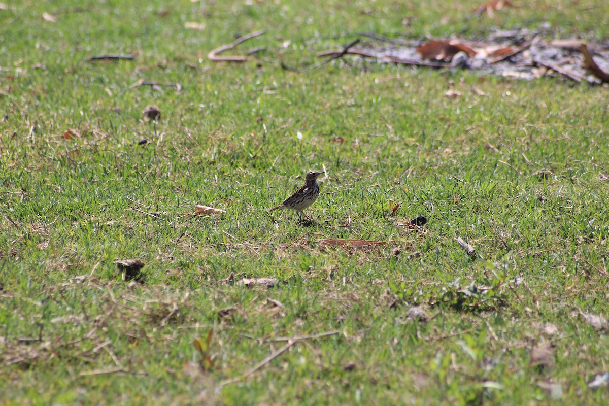 Red-throated Pipit - Sarah-Éléonore Quénot