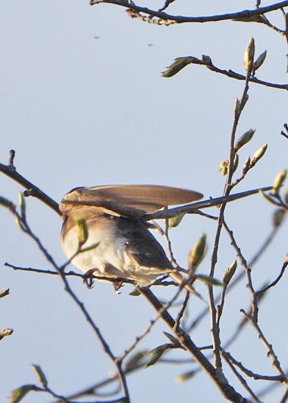 Tree Swallow - Benoît Turgeon