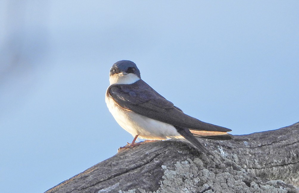 Tree Swallow - Benoît Turgeon