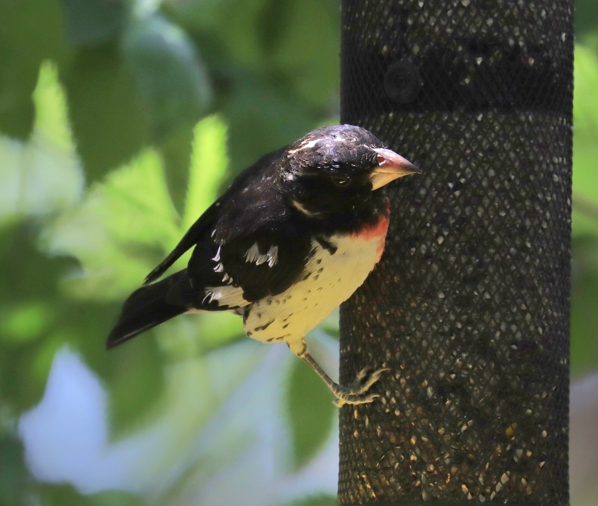 Rose-breasted Grosbeak - Sara Shane