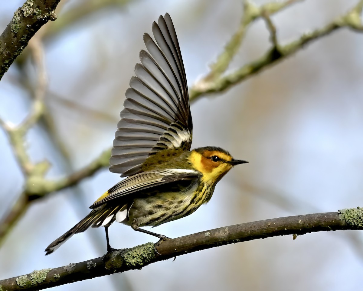 Cape May Warbler - Alan Bloom