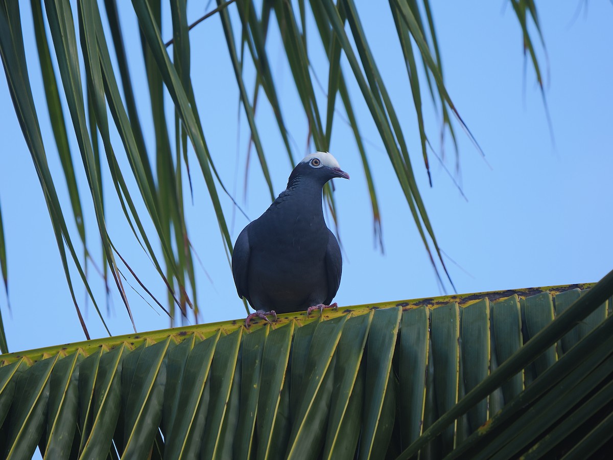 White-crowned Pigeon - ML618680885
