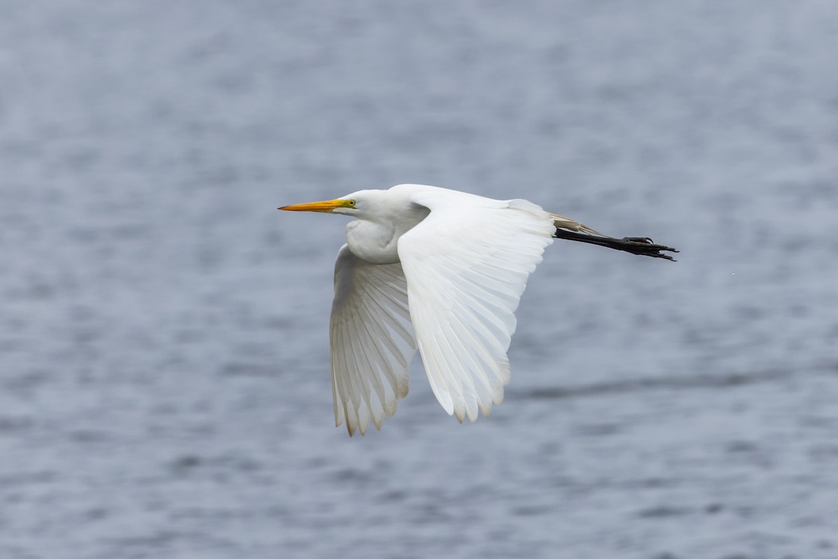 Great Egret - Marcelo Feliti