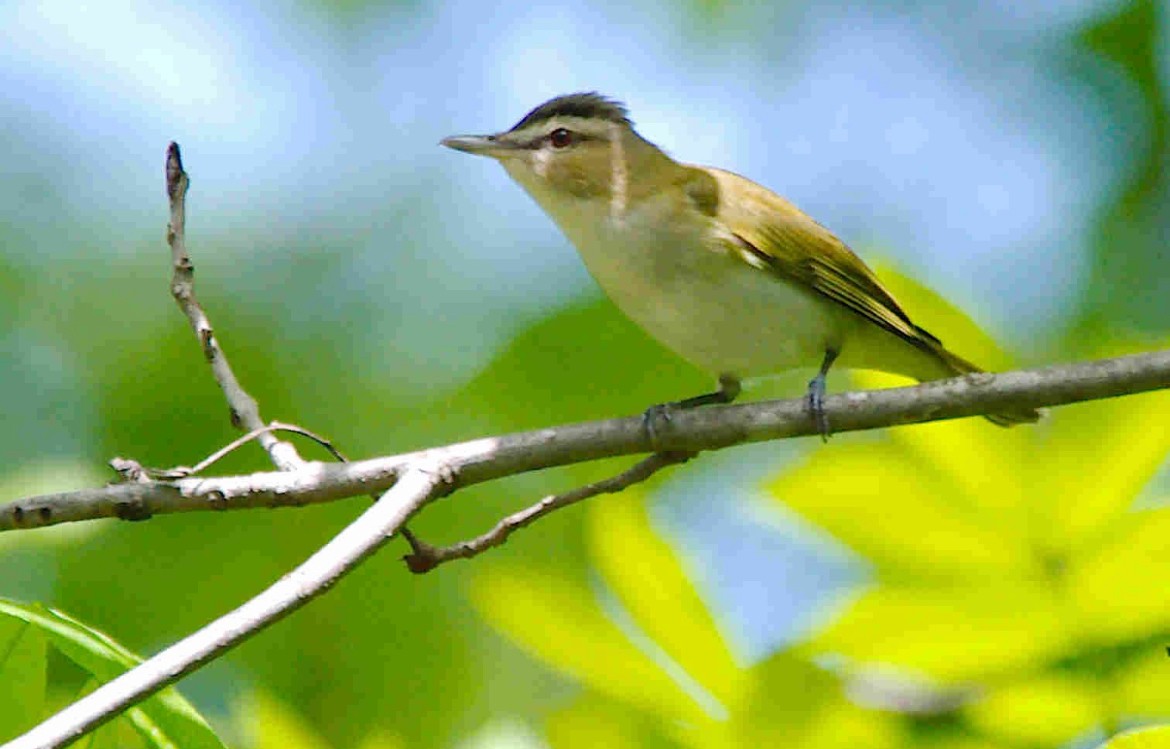 Red-eyed Vireo - ML618680929