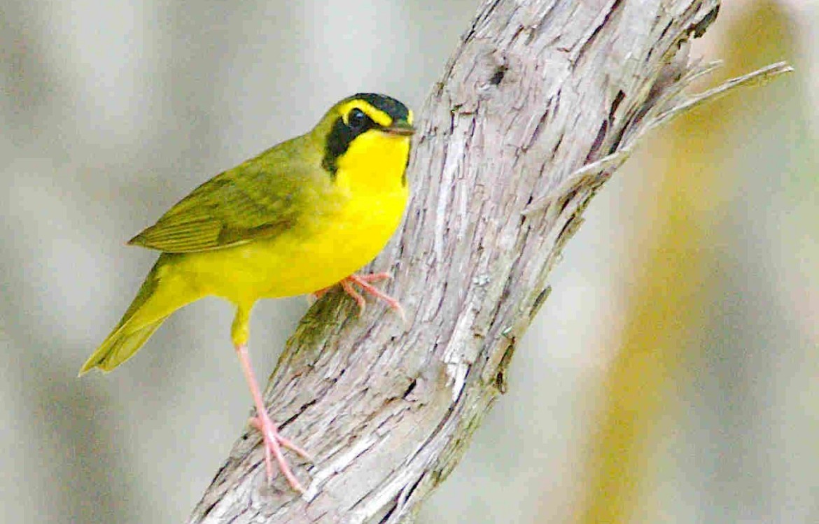 Kentucky Warbler - ML618680938