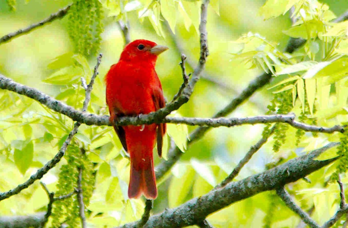 Summer Tanager - ML618680943