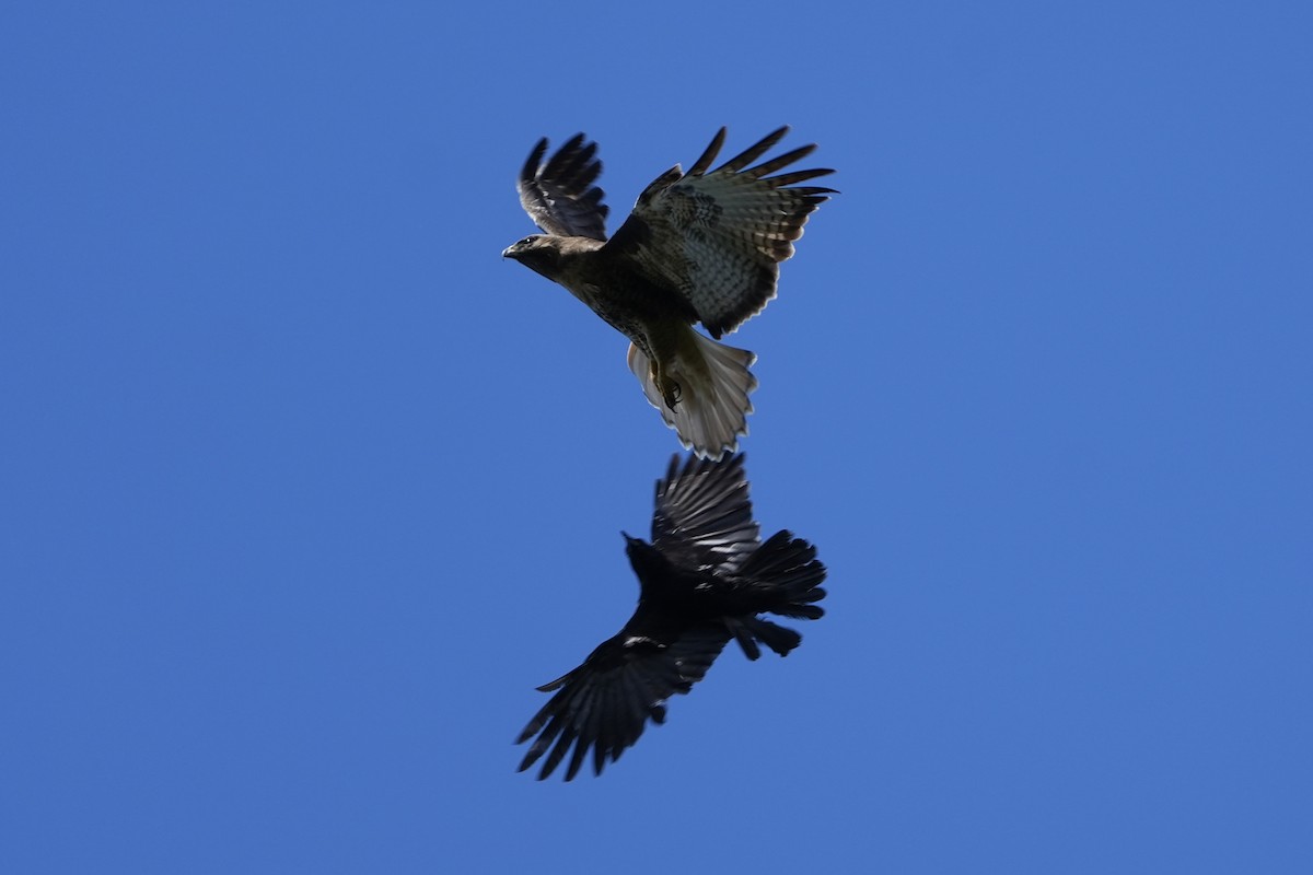 Red-tailed Hawk - Joe RouLaine