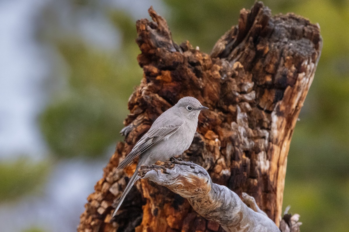 Townsend's Solitaire - Chris Scott