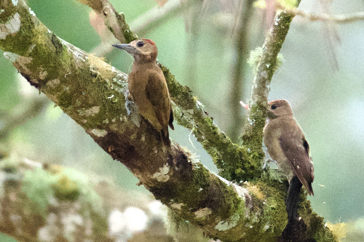 Smoky-brown Woodpecker - Debbie Metler