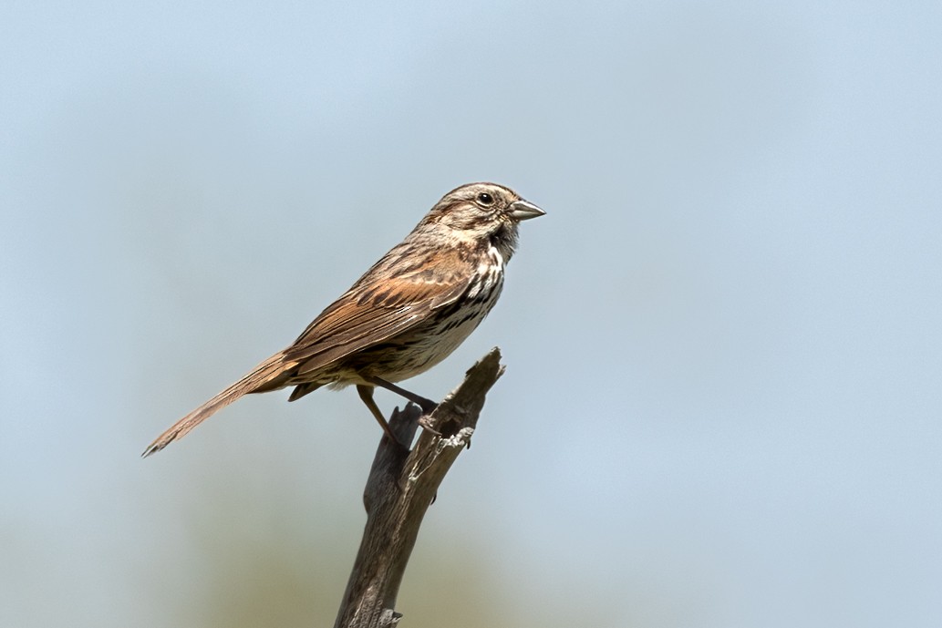 Song Sparrow - Kathryn McGiffen