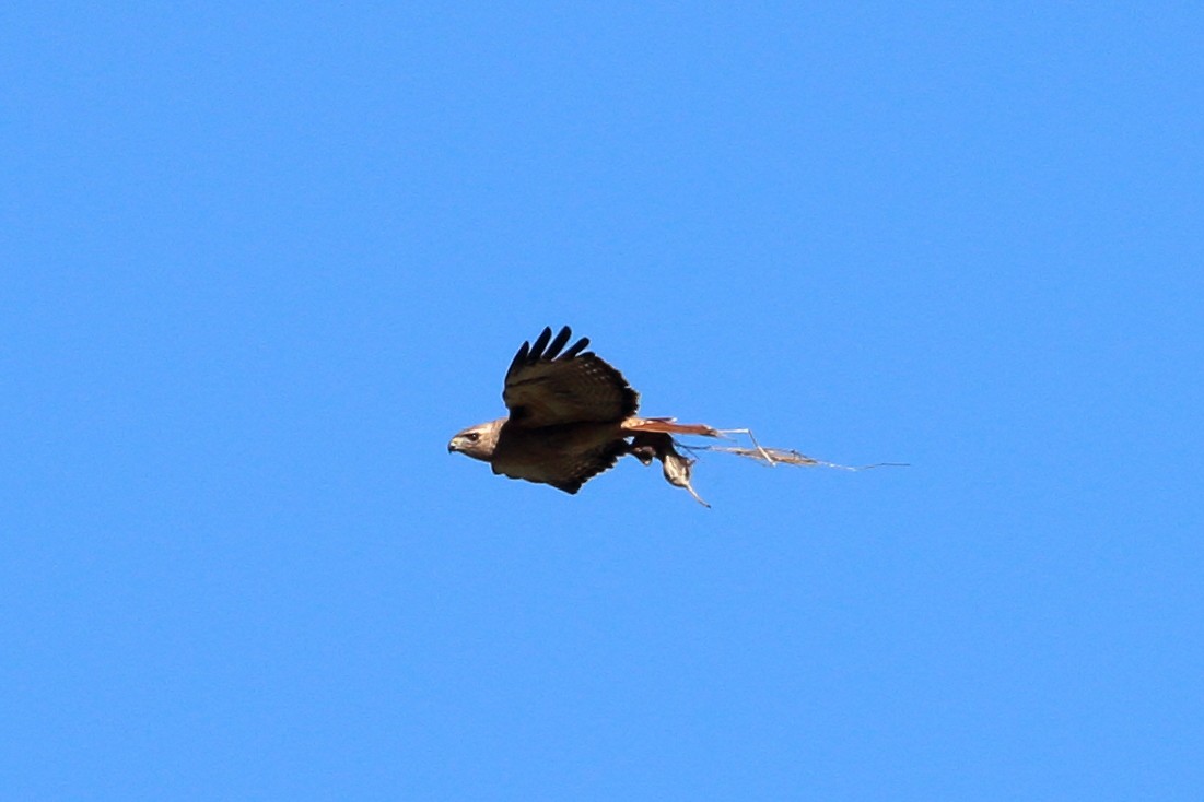 Red-tailed Hawk - Jeffrey Fenwick