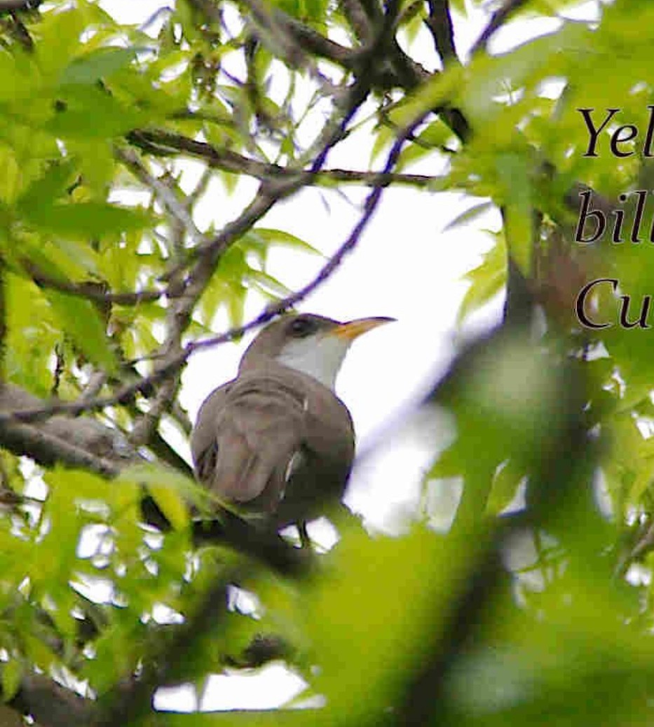 Yellow-billed Cuckoo - ML618680977