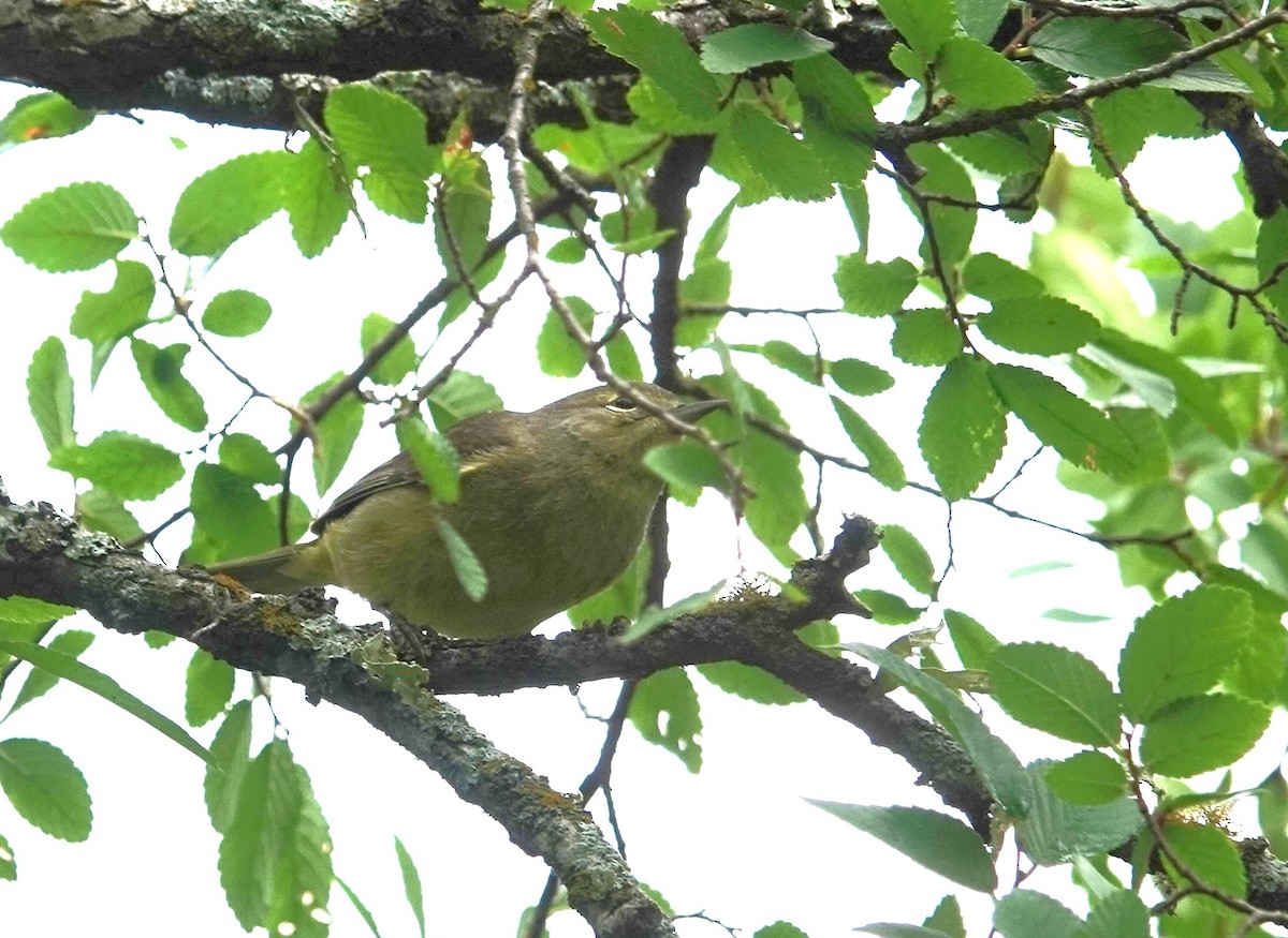 Orange-crowned Warbler - Doug Willick