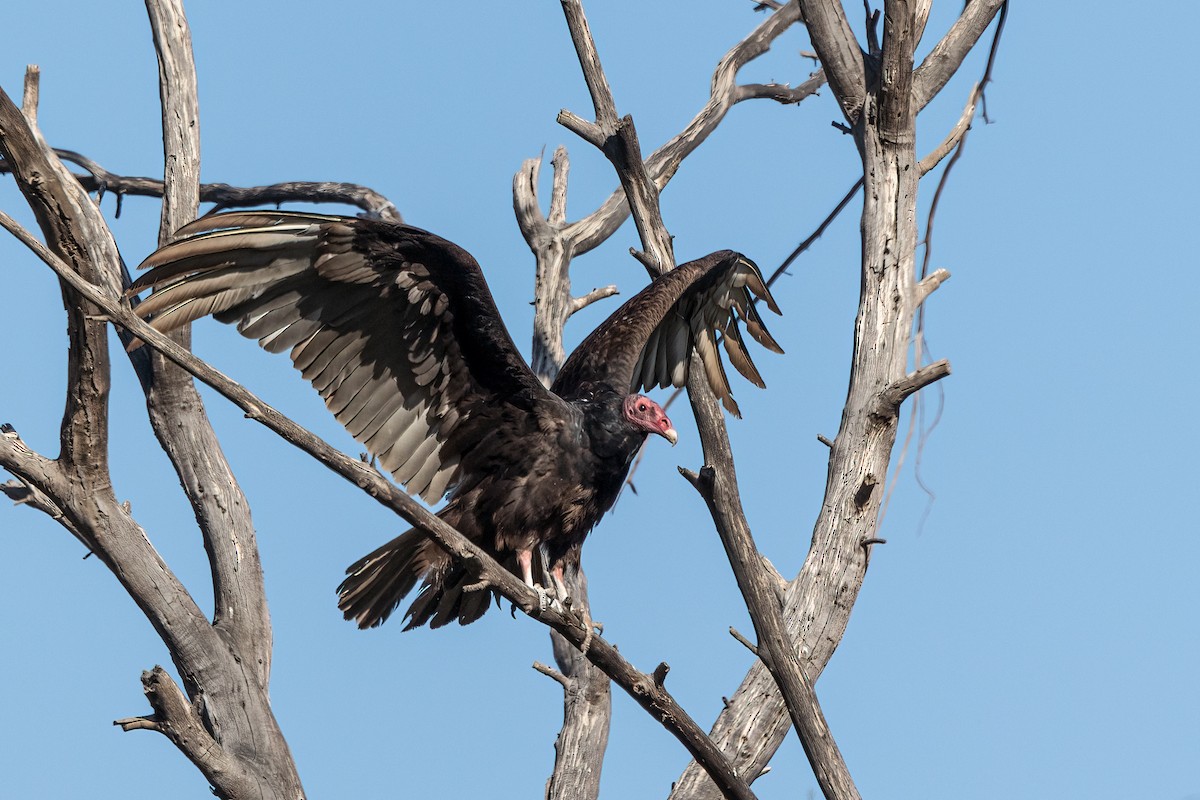 Turkey Vulture - Kathryn McGiffen