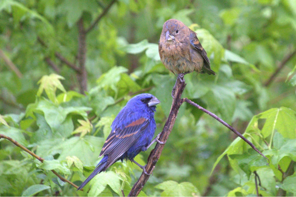 Blue Grosbeak - ML618680996