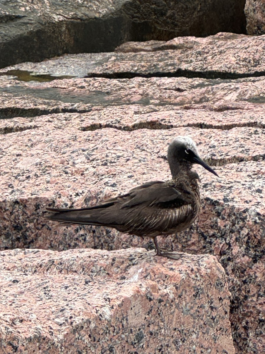 Black Noddy - ML618681060
