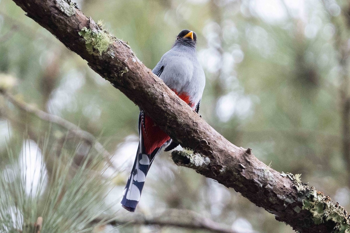 Trogon damoiseau - ML618681063