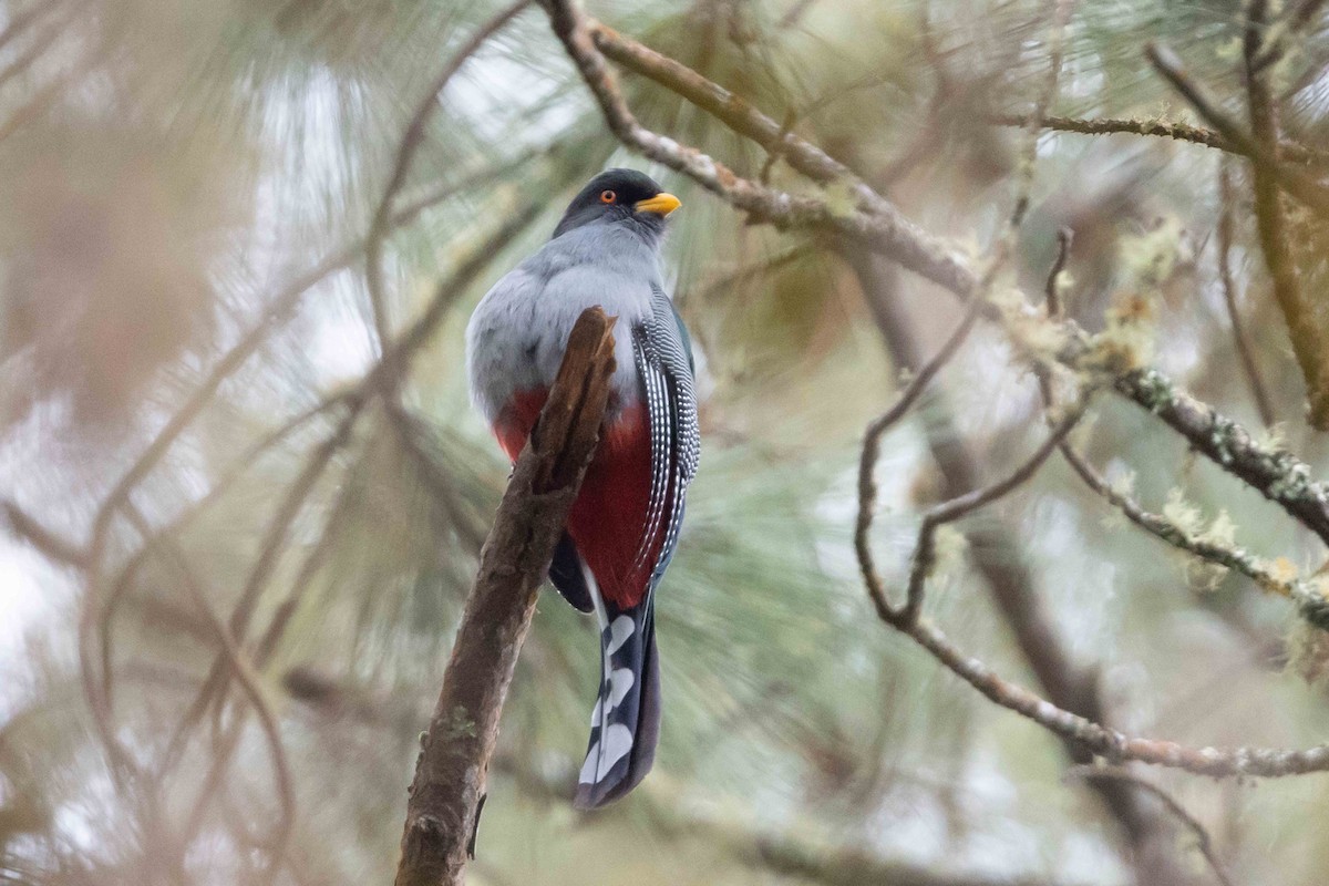 Trogon damoiseau - ML618681068