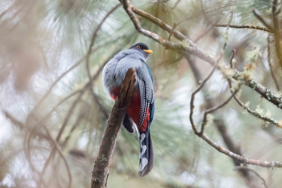 trogon hispaniolský - ML618681070