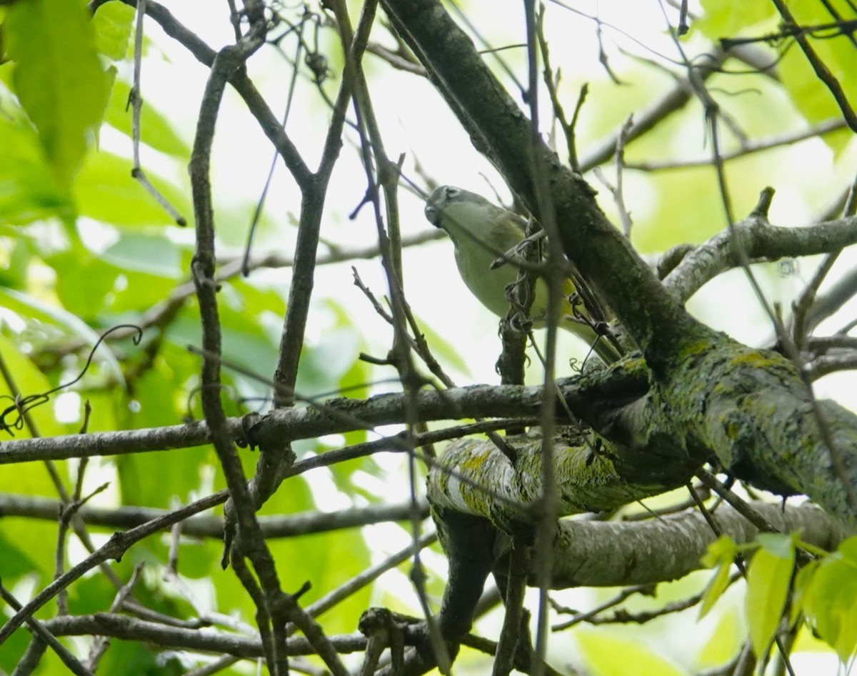 Blue-headed Vireo - Doug Willick