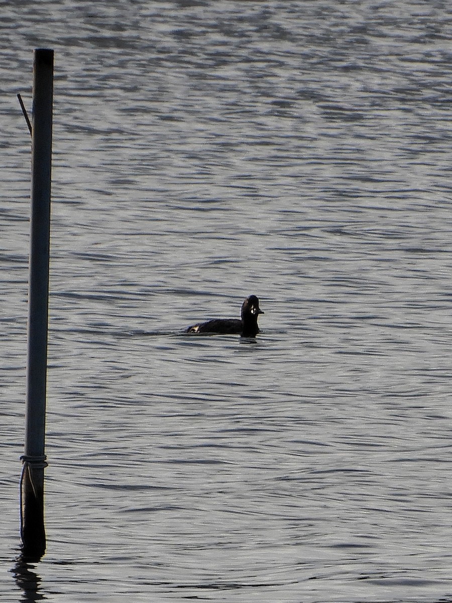 Velvet Scoter - ML618681112