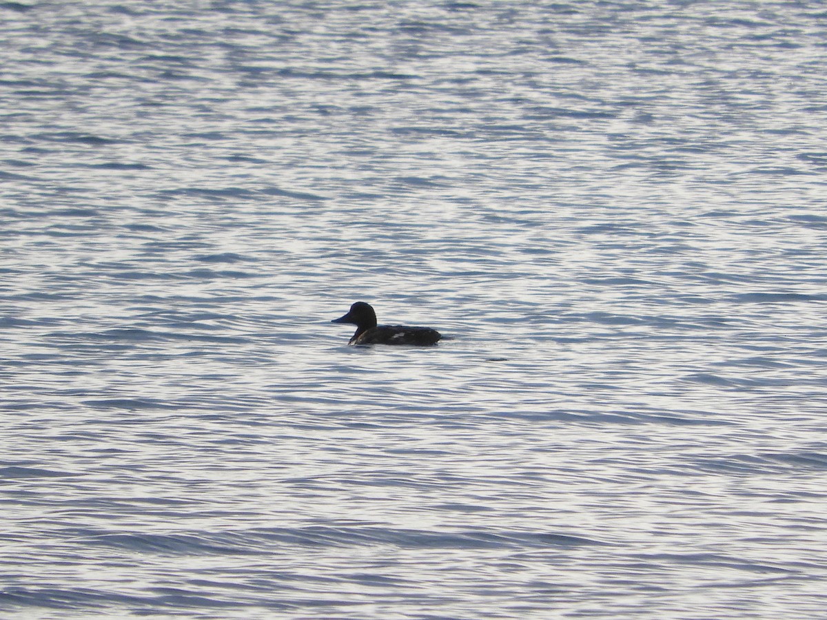 Velvet Scoter - ML618681113