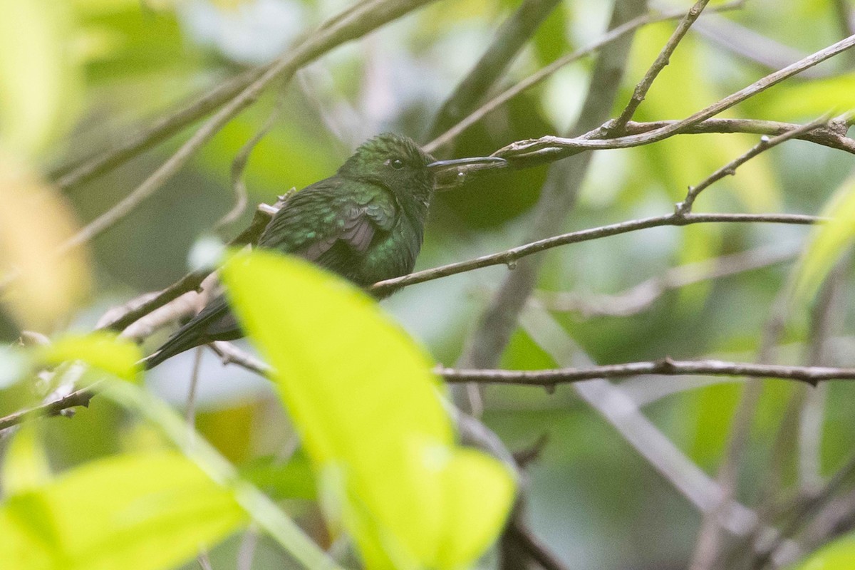 Hispaniolan Emerald - ML618681123