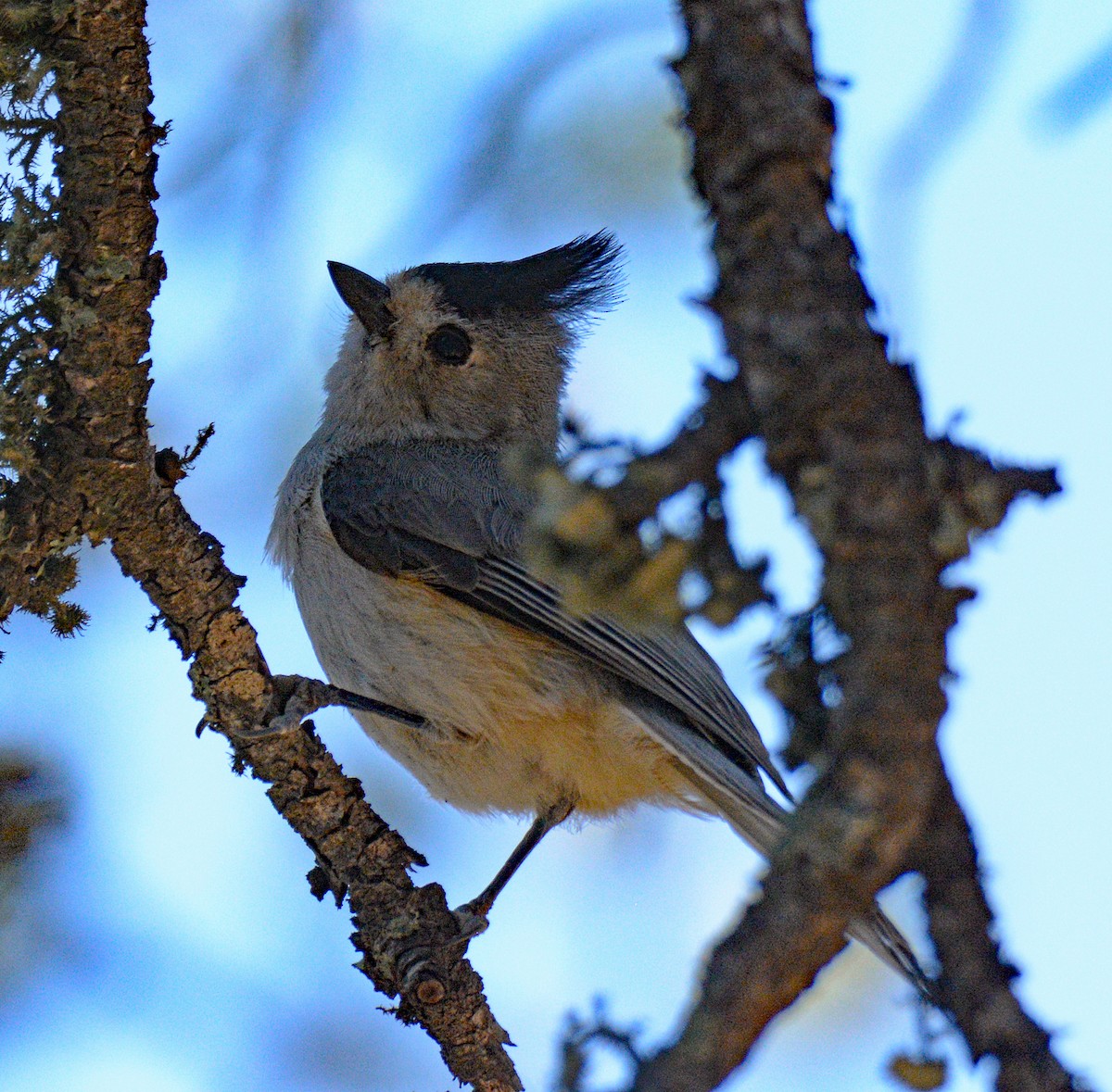 Black-crested Titmouse - ML618681134