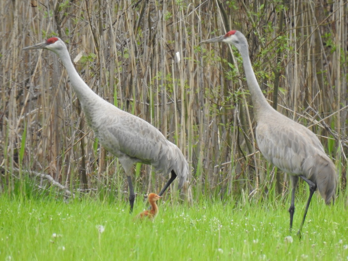 Sandhill Crane - Barbara N. Charlton