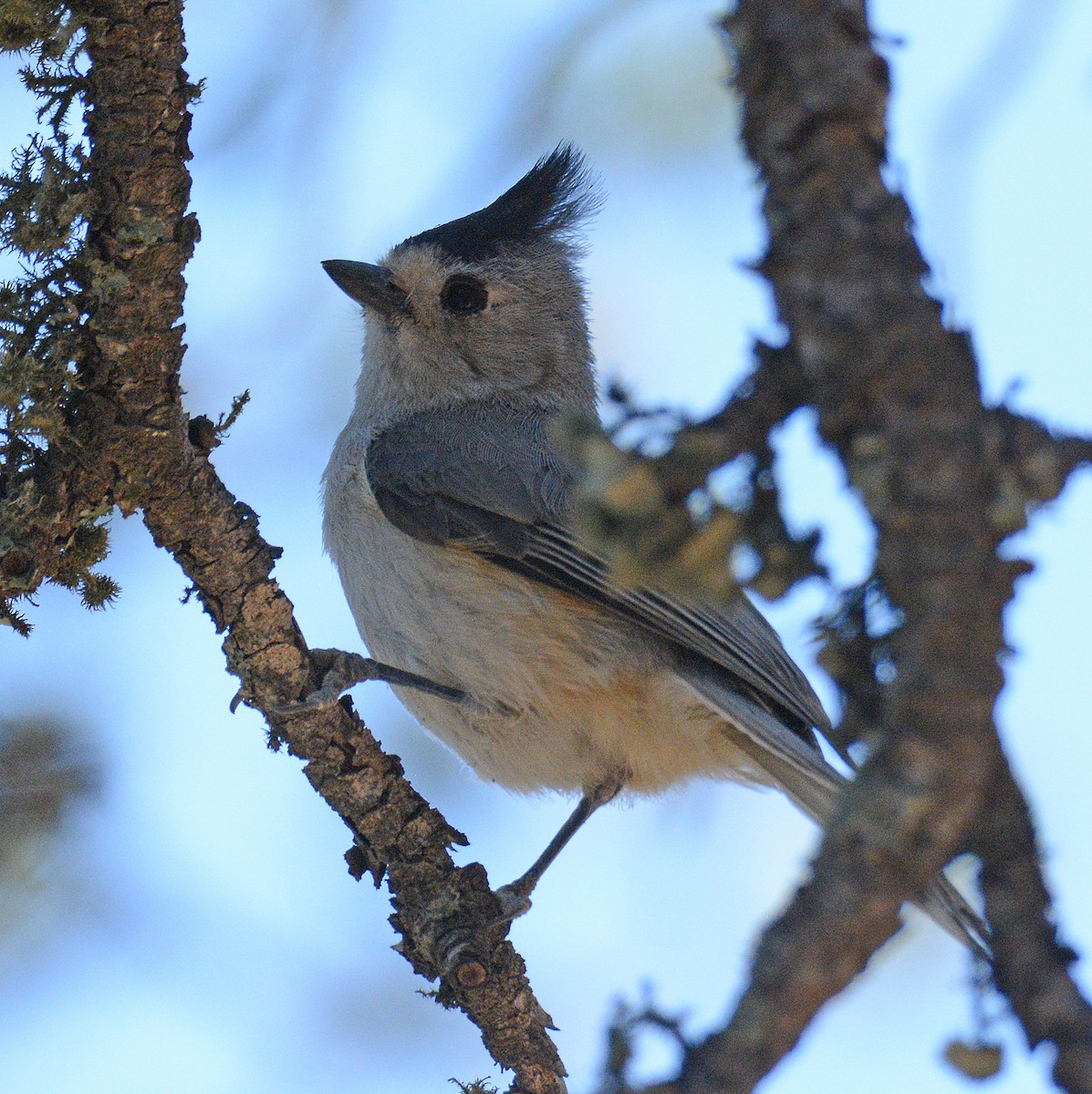 Black-crested Titmouse - ML618681140