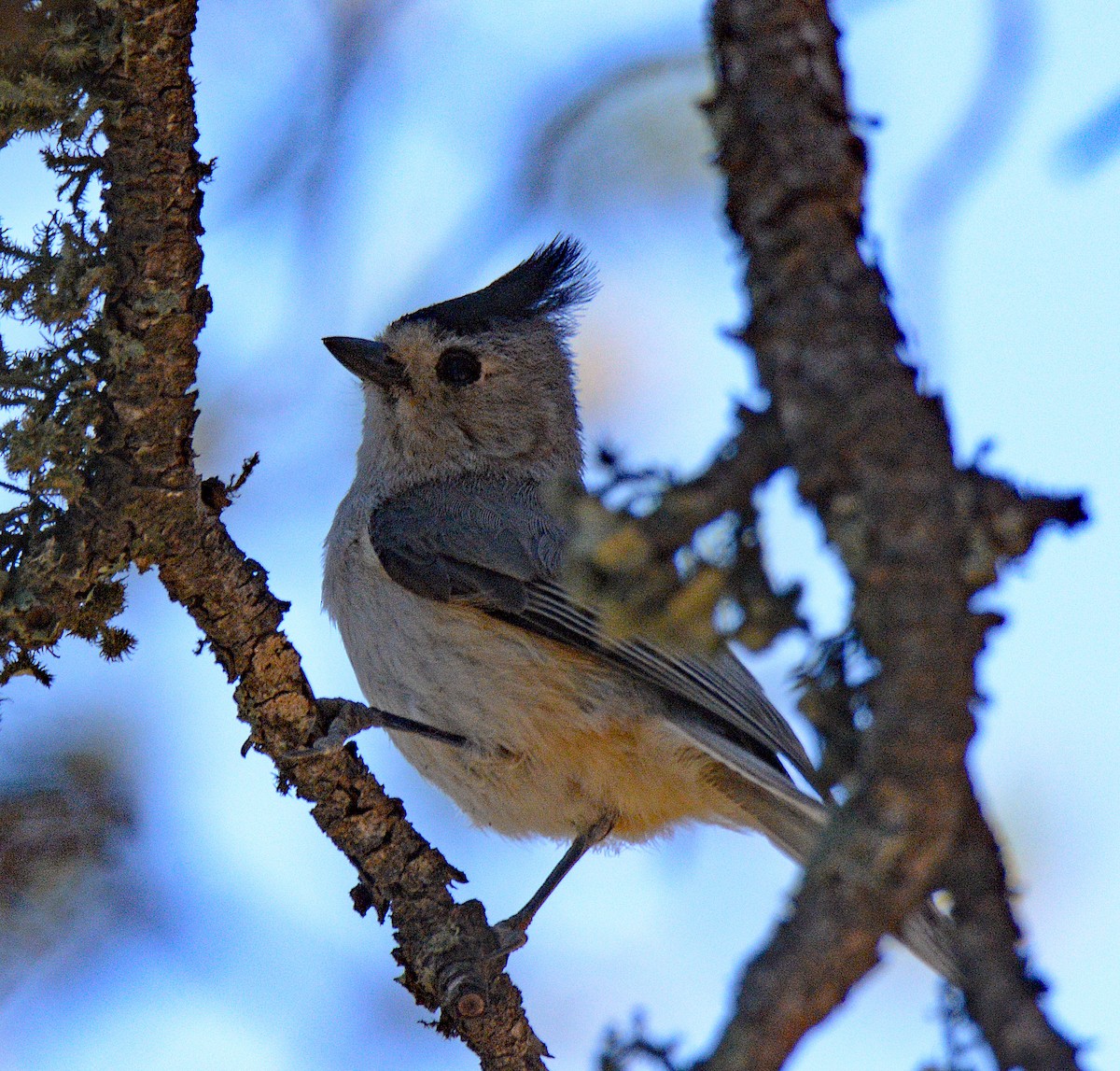 Black-crested Titmouse - ML618681144