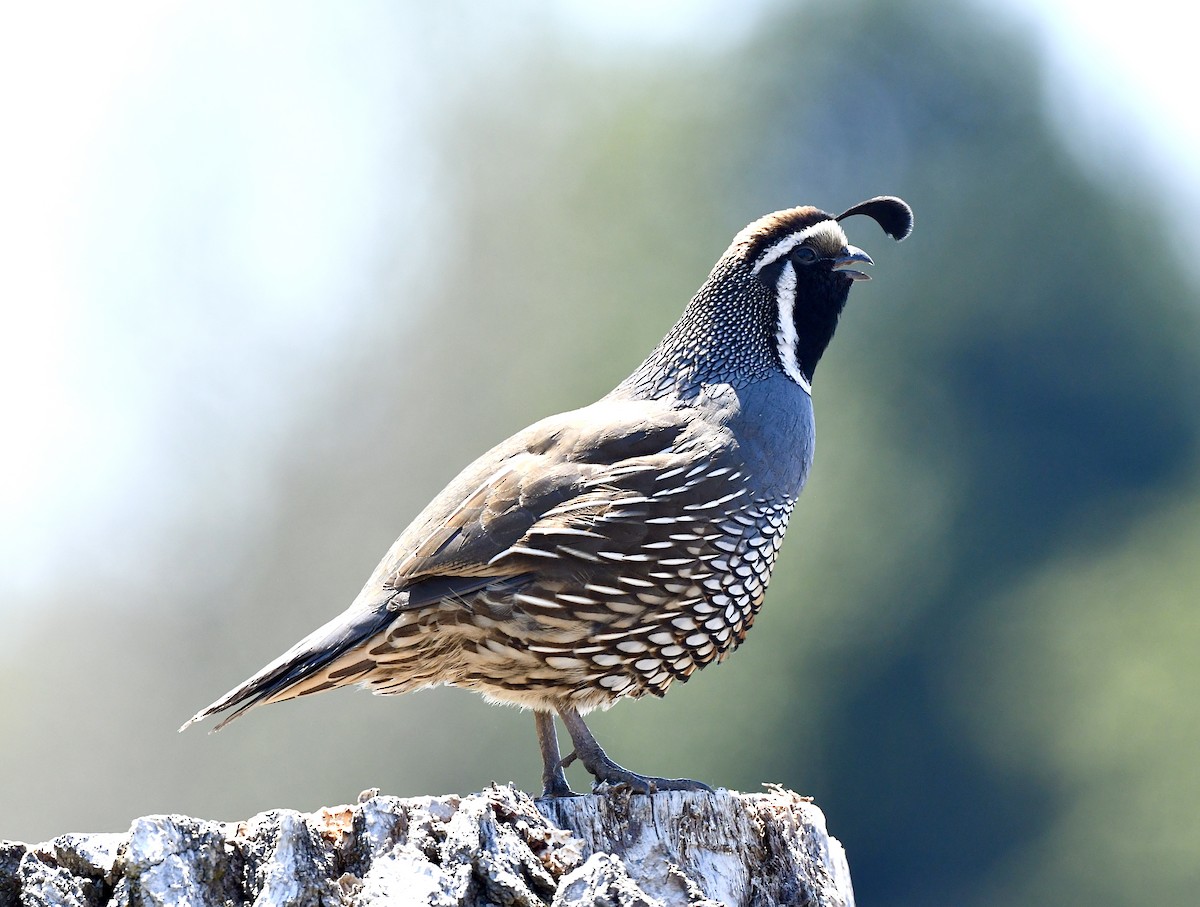 California Quail - ML618681151