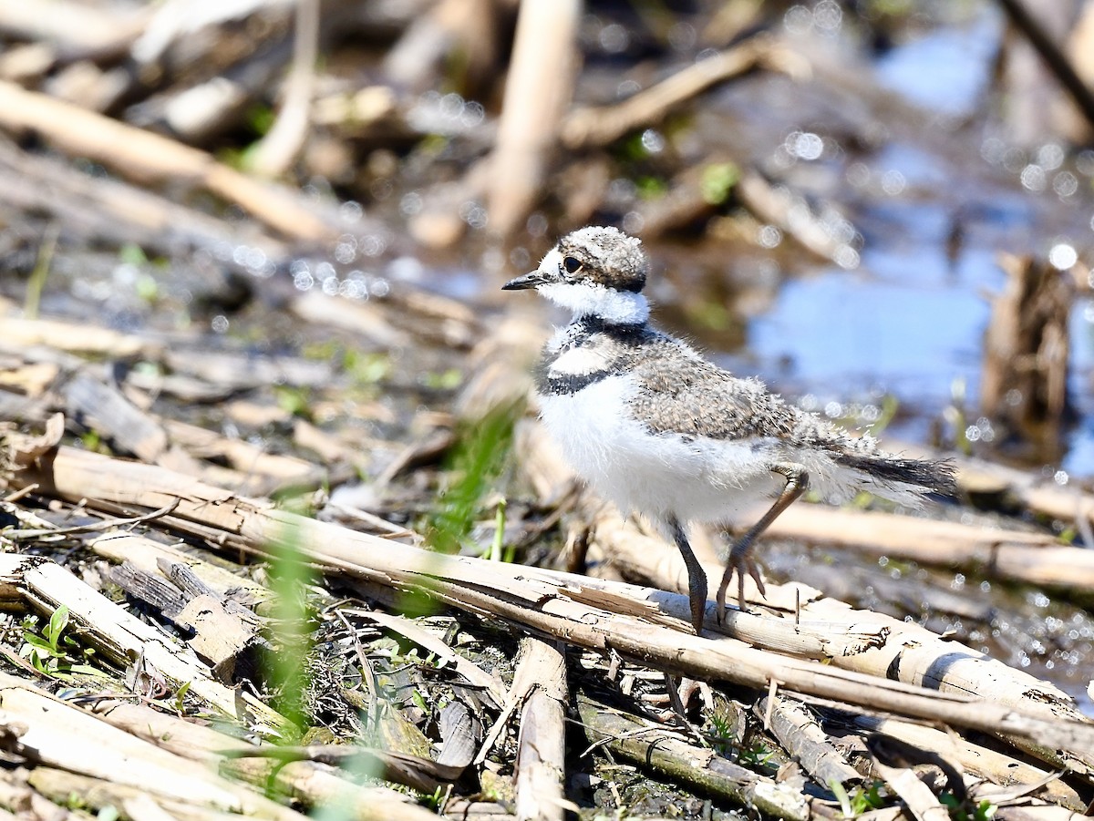 Killdeer - ML618681161