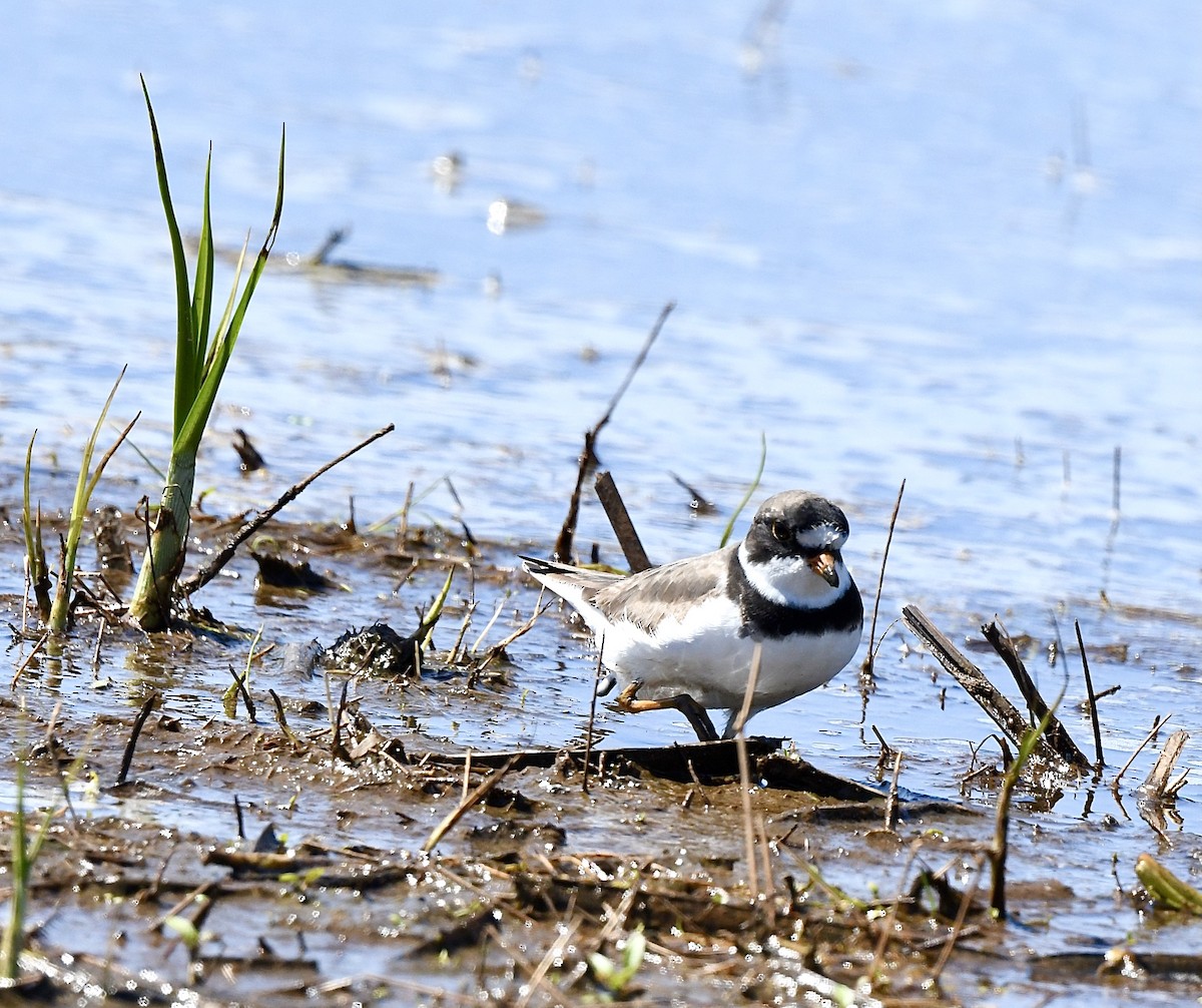 Semipalmated Plover - Kim  Beardmore