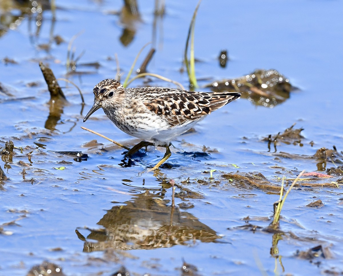 Least Sandpiper - Kim  Beardmore