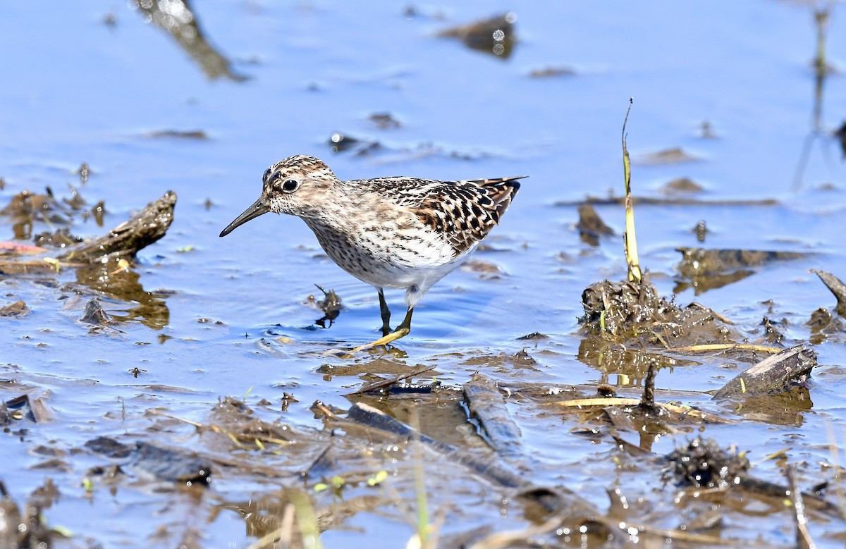 Least Sandpiper - Kim  Beardmore