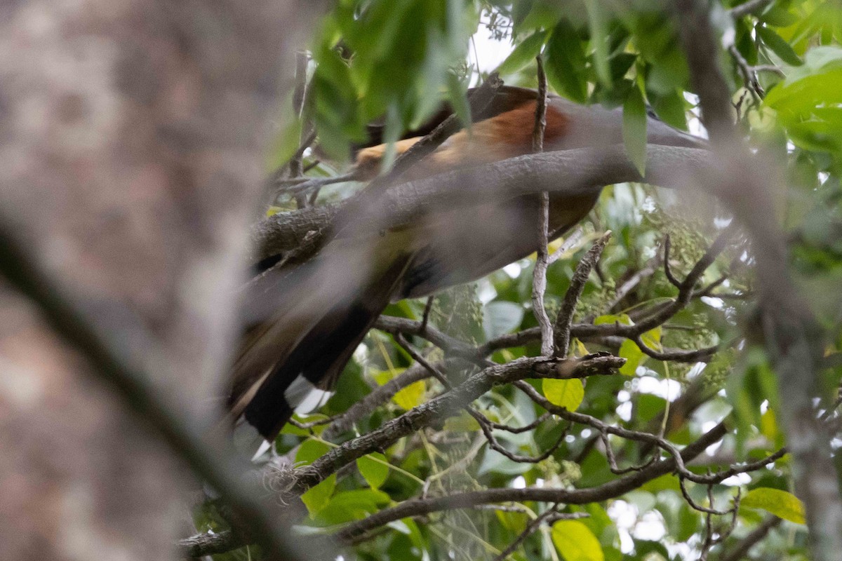 Bay-breasted Cuckoo - ML618681191