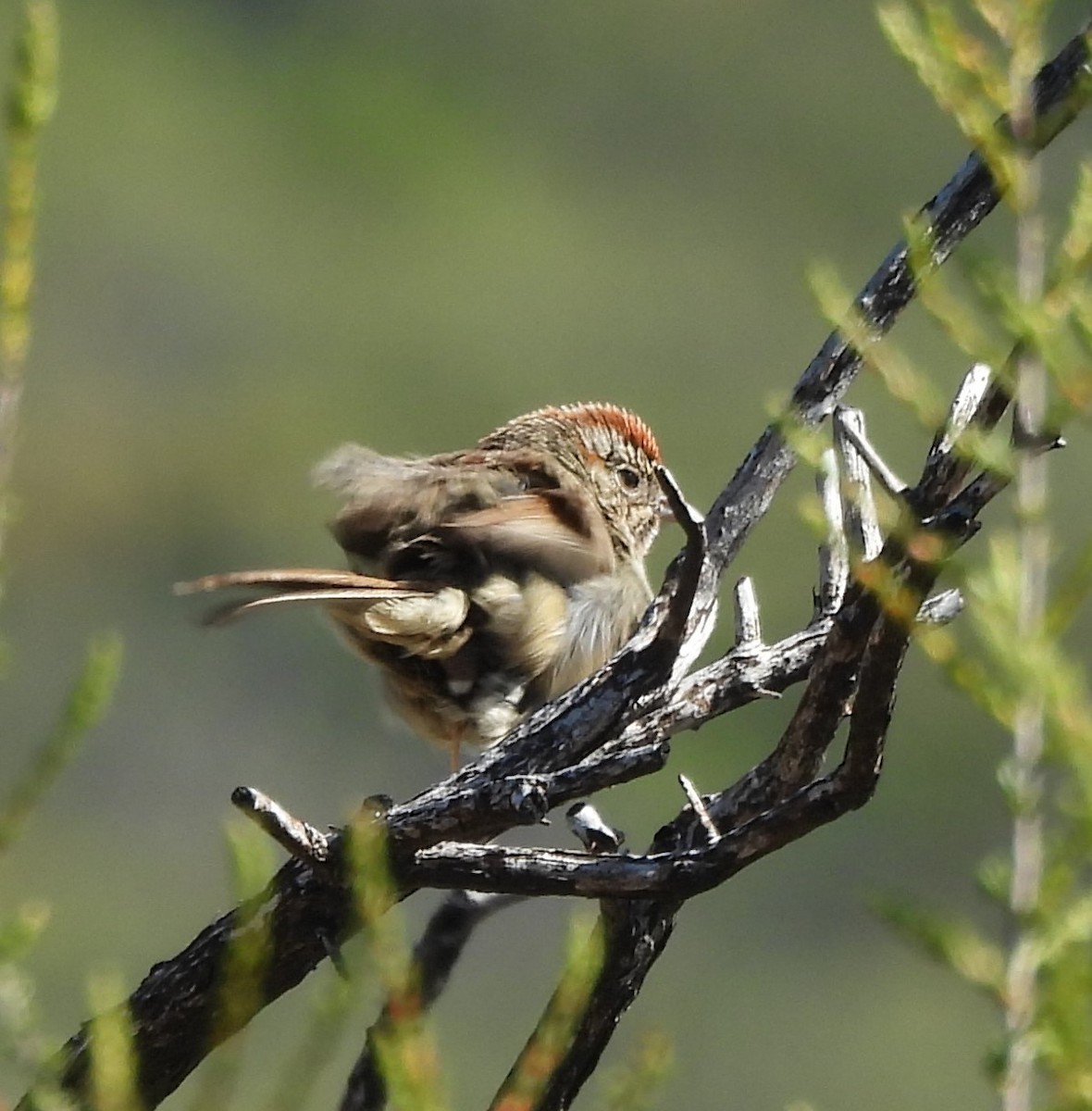 Rufous-crowned Sparrow - Derek Heins